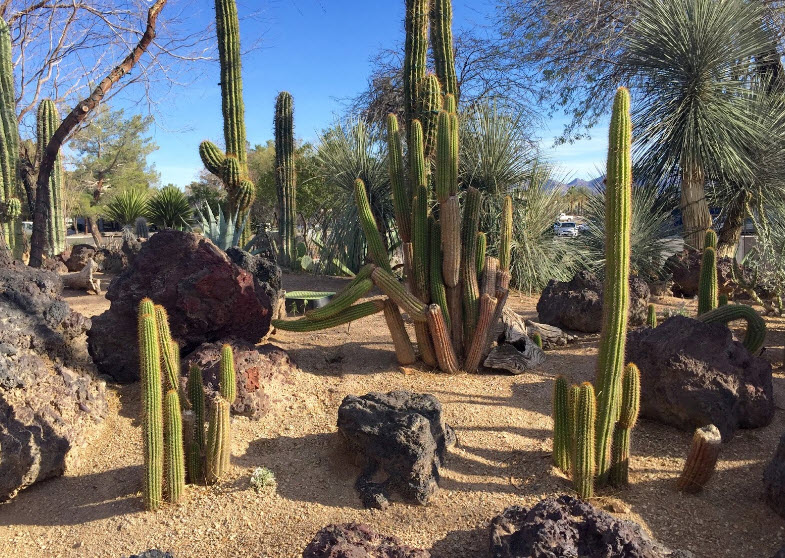 Ethel M Botanical Cactus Garden, United States